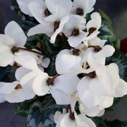 ΚΥΚΛΆΜΙΝΟ ΜΕΓΕΘΟΣ ΦΥΤΟΥ (ΜΕΣΑΙΟ ) Π14-  Υ25cm