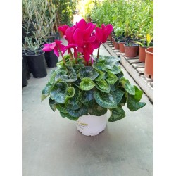 ΚΥΚΛΆΜΙΝΟ ΜΕΓΕΘΟΣ ΦΥΤΟΥ (ΜΕΣΑΙΟ ) Π14-  Υ25cm