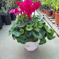 ΚΥΚΛΆΜΙΝΟ ΜΕΓΕΘΟΣ ΦΥΤΟΥ (ΜΕΣΑΙΟ ) Π14-  Υ25cm