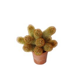 Mammilaria elongata 'yellow' ΓΛ. 8,5 Mammilaria elongata 'yellow' ΓΛ. 8,5