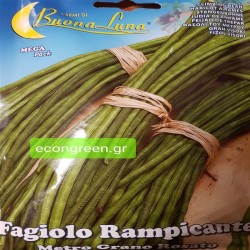 ΦΑΣΟΛΙ ΑΜΠΕΛΟΦΑΣΟΥΛΟ ΤΟΥ ΜΕΤΡΟΥ