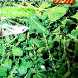 ΡΟΚΑ ΗΜΕΡΗ ΙΤΑΛΙΚΗ ΤΗΣ FARM