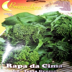 ΒΡΟΥΒΑ (RAPA DA CIMA) ΦΑΚΕΛΟΣ  MEGA PACK