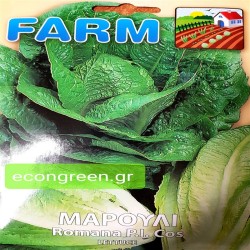 ΜΑΡΟΥΛΙ ΣΑΛΑΤΑ P.I.COS