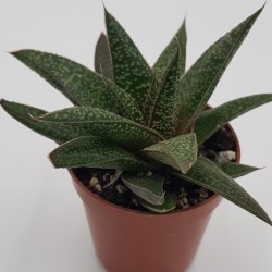 GASTERALOE (FLOW)   ΓΛ. 8.5