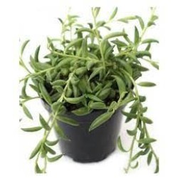 SENECIO STRING OF BANANAS GL. 5,5 SENECIO STRING OF BANANAS GL. 5,5