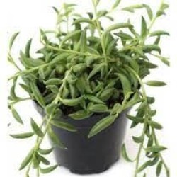 SENECIO STRING OF BANANAS GL. 5,5