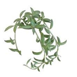 SENECIO STRING OF BANANAS GL. 5,5