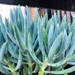 Senecio mandraliscae - Blue Chalksticks γλ.5,5