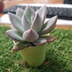 Echeveria Blue Bird   Γλ. 5,5