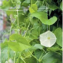 ΔΙΧΤΥ ΑΝΑΡΡΥΧΙΣΗΣ ΦΑΣΟΛΙΩΝ 2Χ10 ΜΕΤΡΑ