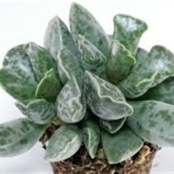 Αdromischus cooperi ΓΛ 8,5