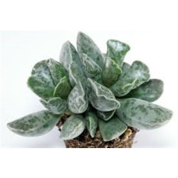 Αdromischus cooperi ΓΛ 8,5