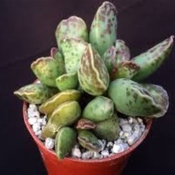 Αdromischus cooperi ΓΛ 8,5