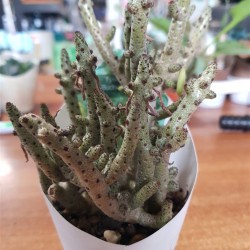 Tylecodon buchlzianus