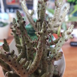 Tylecodon buchlzianus