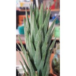 Haworthia glauca gl. 8,5