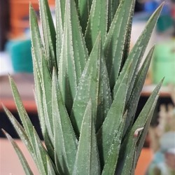 Haworthia glauca gl. 8,5