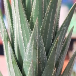 Haworthia glauca gl. 8,5