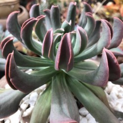 Echeveria 'Black Hawk 10