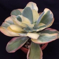 Kalanchoe thyrsiflora ‘Variegata’ γλ. 10