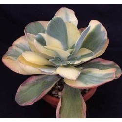 Kalanchoe thyrsiflora ‘Variegata’ γλ. 10