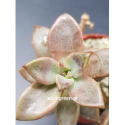 GRAPTOPETALUM COPPER ROSE  ΓΛ. 5,5