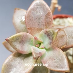 GRAPTOPETALUM COPPER ROSE  ΓΛ. 5,5