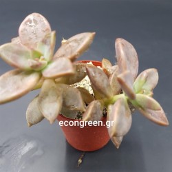 GRAPTOPETALUM COPPER ROSE  ΓΛ. 5,5