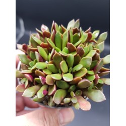 Anacapmseros rufescens  rubra (violet)  5,5 Anacapmseros rufescens  rubra (violet)  5,5