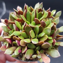 Anacapmseros rufescens  rubra (violet)  5,5