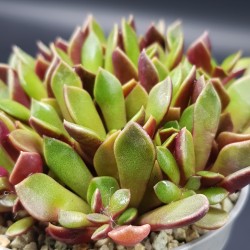 Anacapmseros rufescens  rubra (violet)  5,5