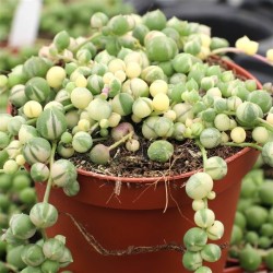 Senecio variegated string of pearls ΓΛ.  8.5