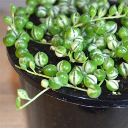 Senecio variegated string of pearls ΓΛ.  8.5