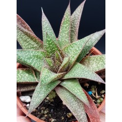 GASTERALOE (FLOW)   ΓΛ. 8.5