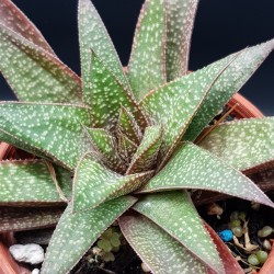 GASTERALOE (FLOW)   ΓΛ. 8.5