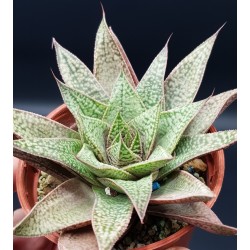 GASTERALOE FLOW  HYBRIDE  ΓΛ.8.5