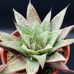 GASTERALOE FLOW  HYBRIDE  ΓΛ.8.5