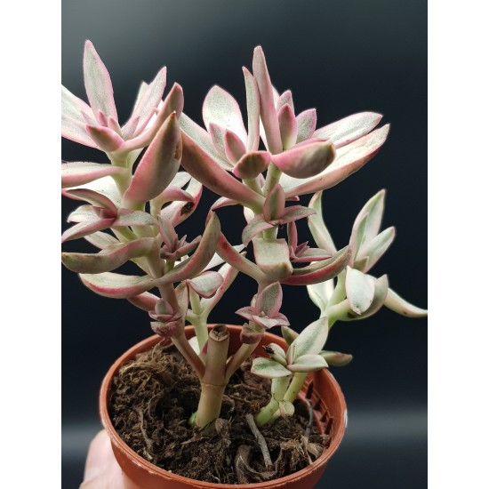 Crassula " rubrikaulis -cantle plant " ΓΛ .8,5 Crassula " rubrikaulis -cantle plant " ΓΛ .8,5