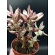Crassula " rubrikaulis -cantle plant " ΓΛ .8,5 Crassula " rubrikaulis -cantle plant " ΓΛ .8,5