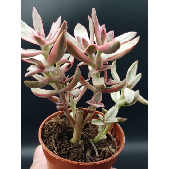 Crassula " rubrikaulis -cantle plant " ΓΛ .8,5 Crassula " rubrikaulis -cantle plant " ΓΛ .8,5