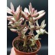 Crassula " rubrikaulis -cantle plant " ΓΛ .8,5 Crassula " rubrikaulis -cantle plant " ΓΛ .8,5