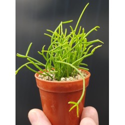Rhipsalis baccifera (Mistletoe cactus )  ΓΛ. 8,5