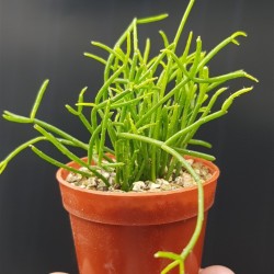 Rhipsalis baccifera (Mistletoe cactus )  ΓΛ. 8,5