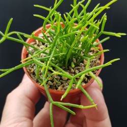 Rhipsalis baccifera (Mistletoe cactus )  ΓΛ. 8,5