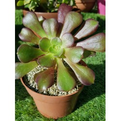 AEONIUM VELUR Γλ. 8,5