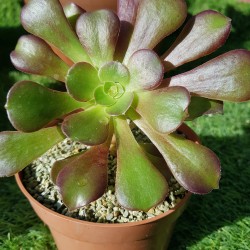 AEONIUM VELUR Γλ. 8,5