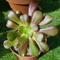 AEONIUM VELUR Γλ. 8,5