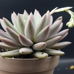 ECHEVERIA DRAGONFLY