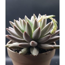 ECHEVERIA DRAGONFLY